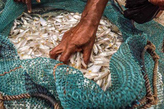 India&rsquo;s Ornamental Fisheries Exports Reach INR 41 Crore, PMMSY Driving Growth and Global Opportunities
